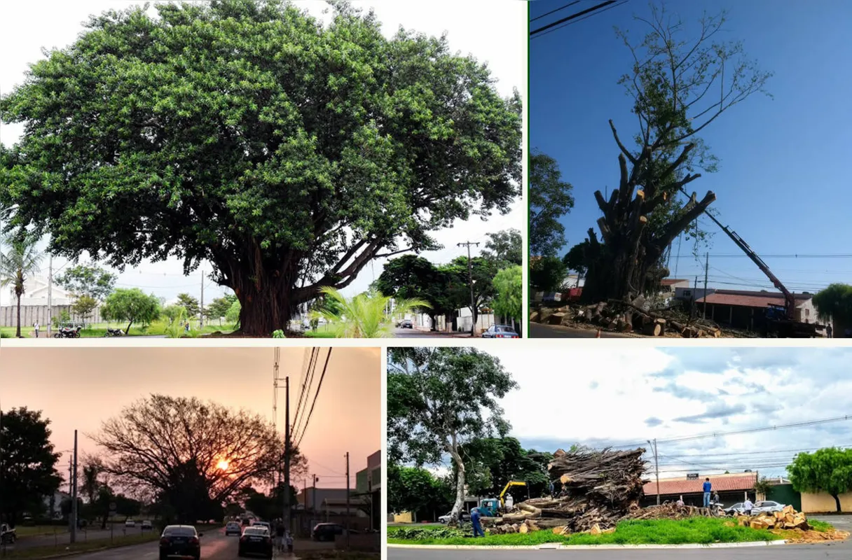 Infelizmente, o que sobrou da  (falsa) seringueira ( Ficus elastica) da Avenida Robert Koch