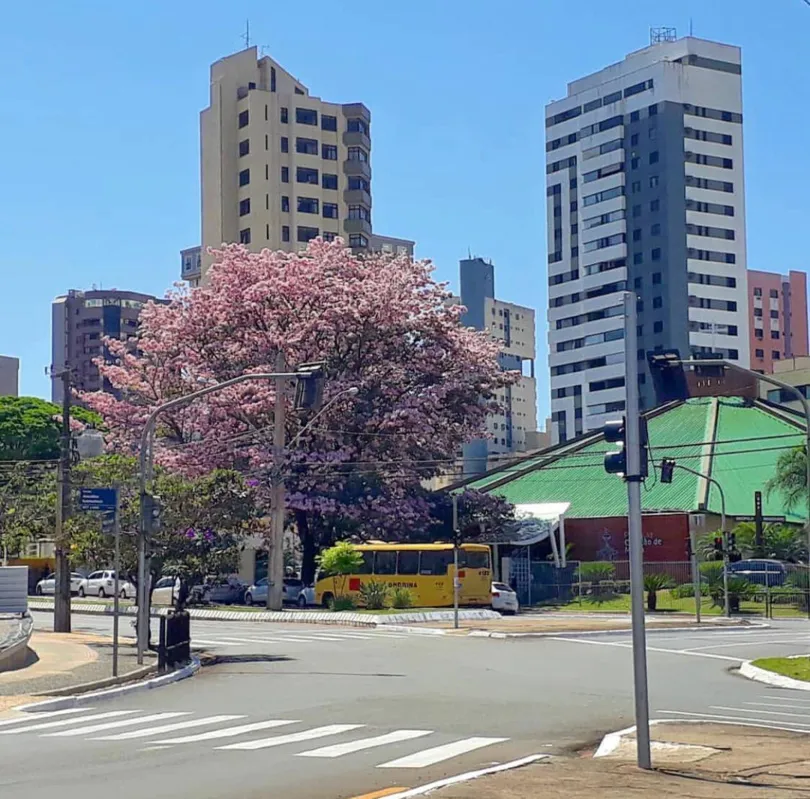 Imagem ilustrativa da imagem A Cidade Fala - A sina da cor