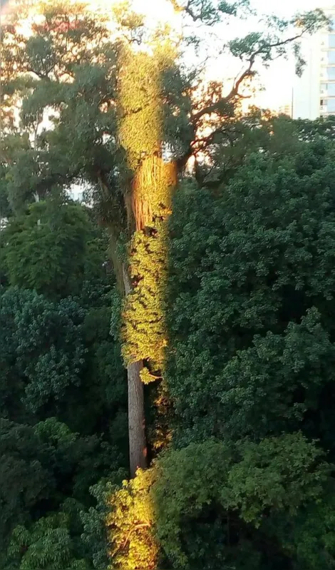 Imagem ilustrativa da imagem A Cidade Fala -Peroba ao amanhecer