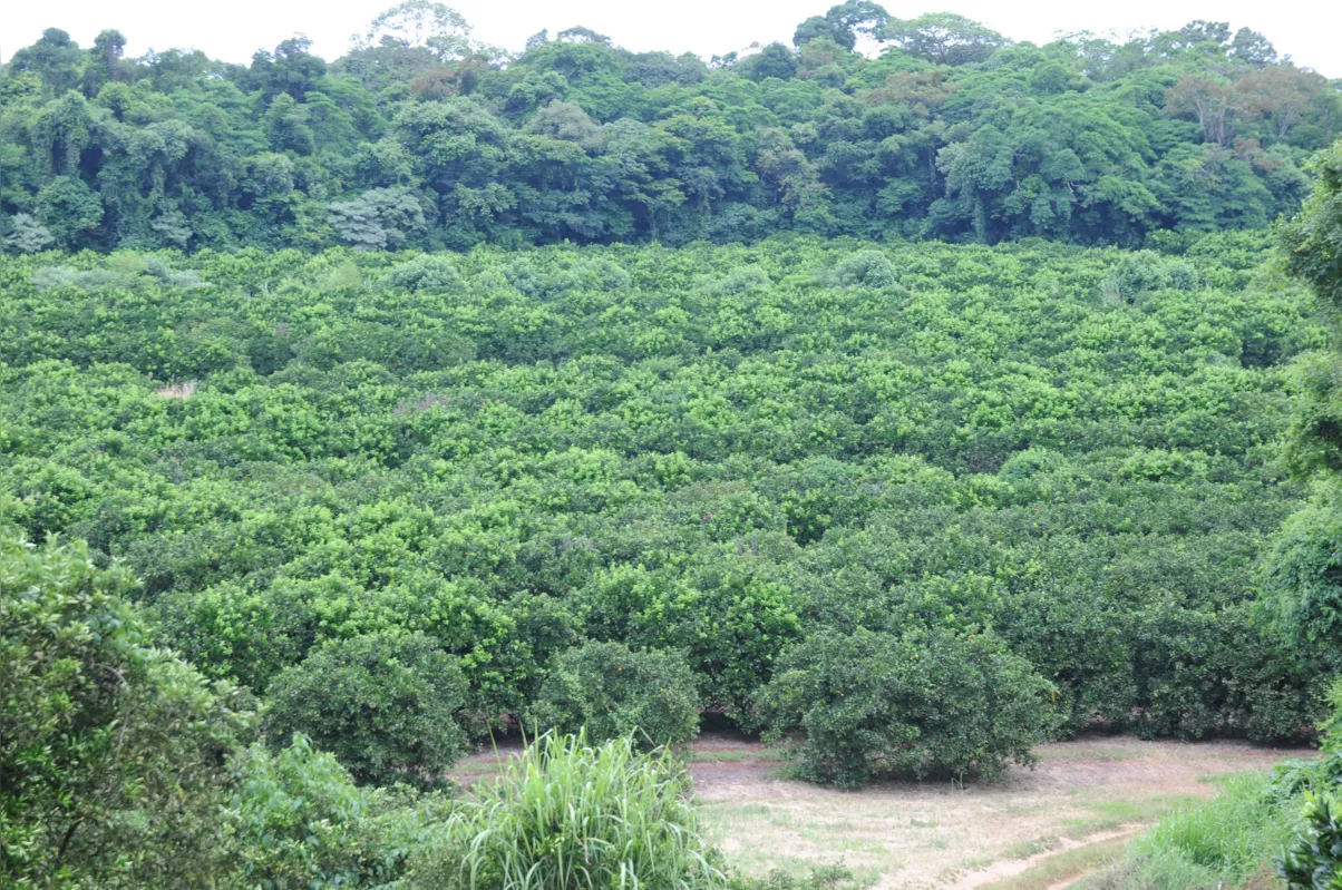 Na propriedade de Mylton Casaroli é utilizado o processo manual de colheita em 80% do pomar, para evitar que a laranja caia na terra