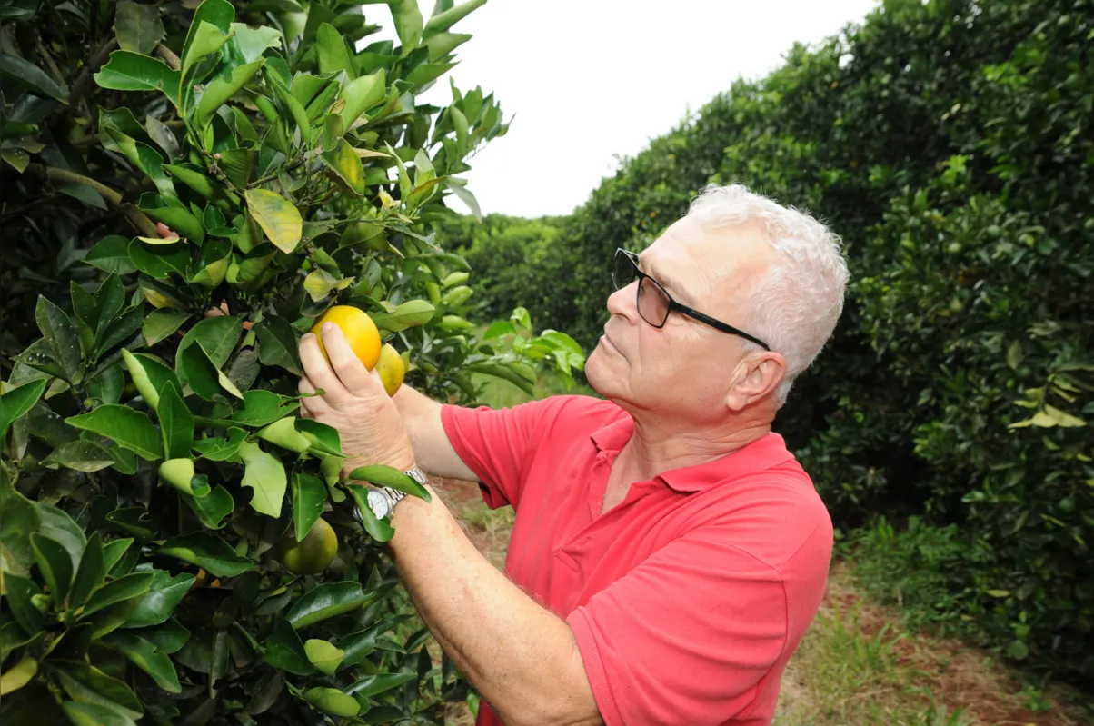 Mylton Casaroli Junior planta laranjas em 65 hectares da sua propriedade em Londrina