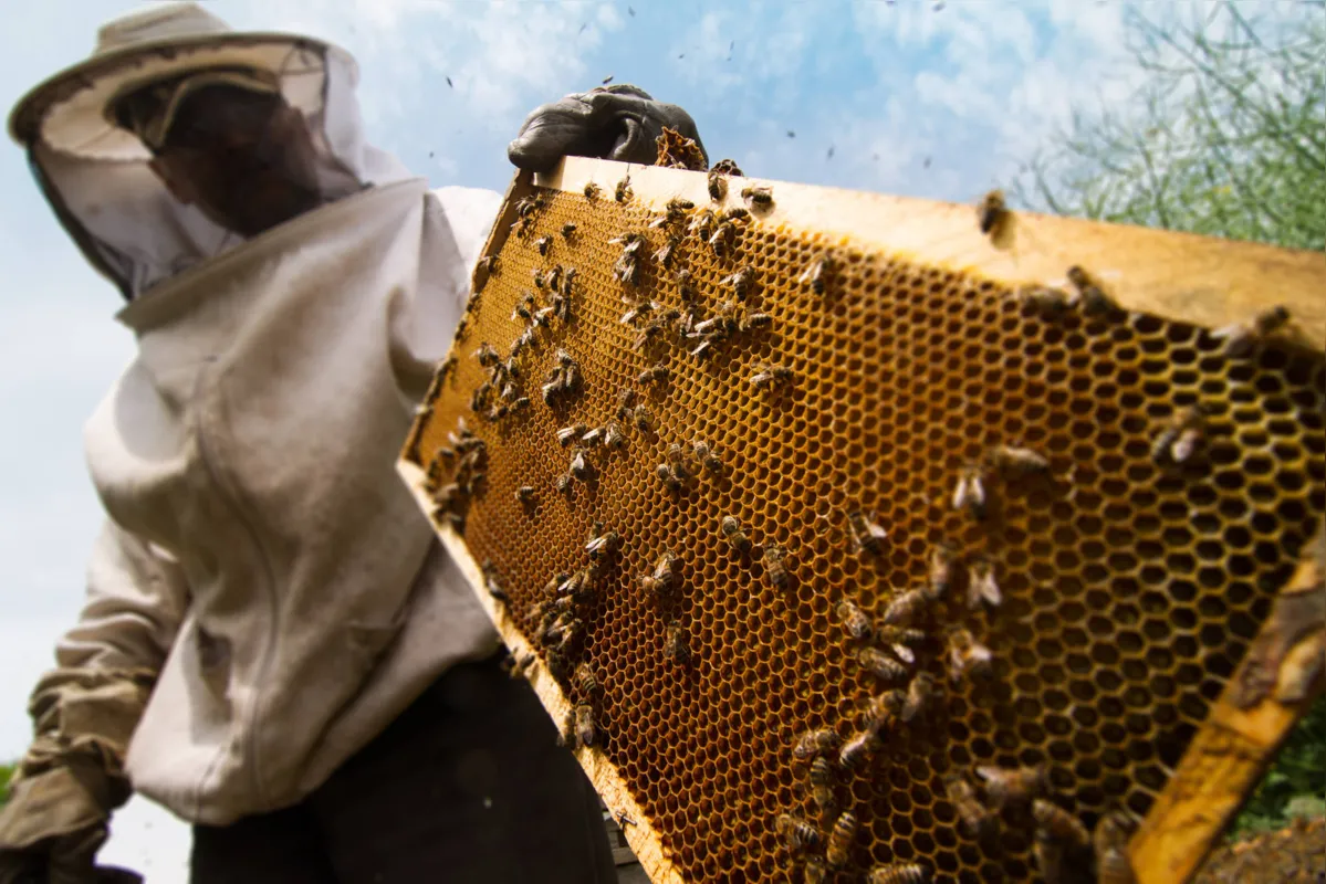 Embora a produção de mel seja o carro-chefe da apicultura,  própolis, cera e geleia real ajudam a agregar muito mais valor