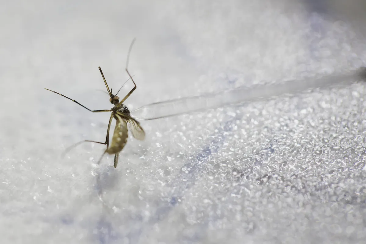 Boletim da Sesa divulgado nesta terça aponta 12 óbitos por dengue no Estado 