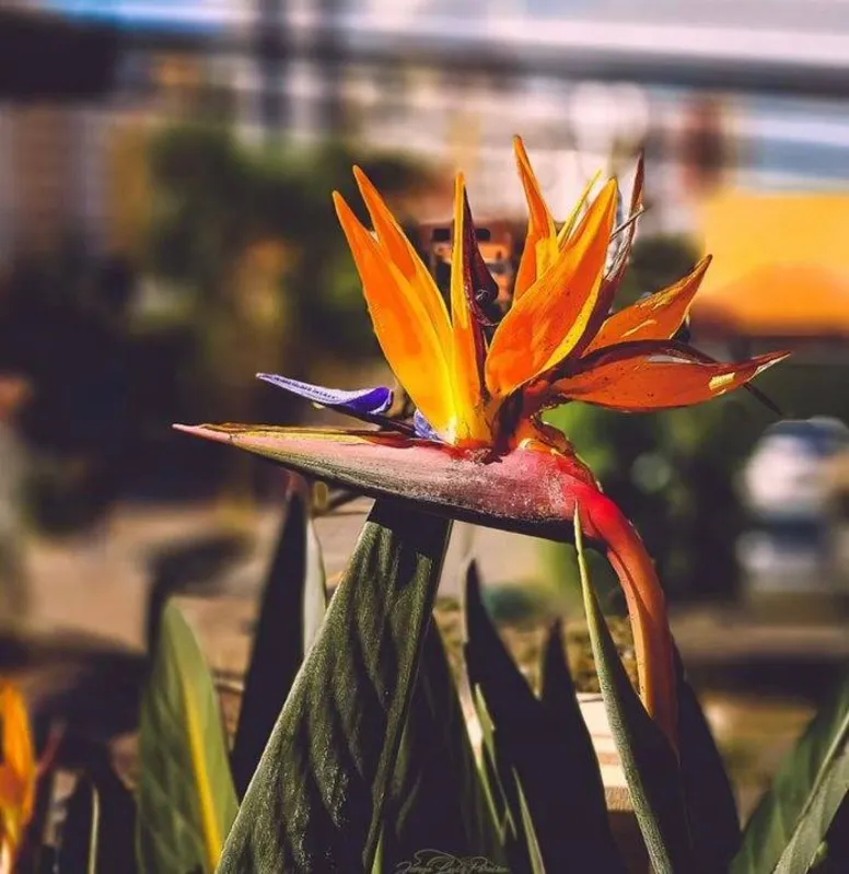 Imagem ilustrativa da imagem As flores falam