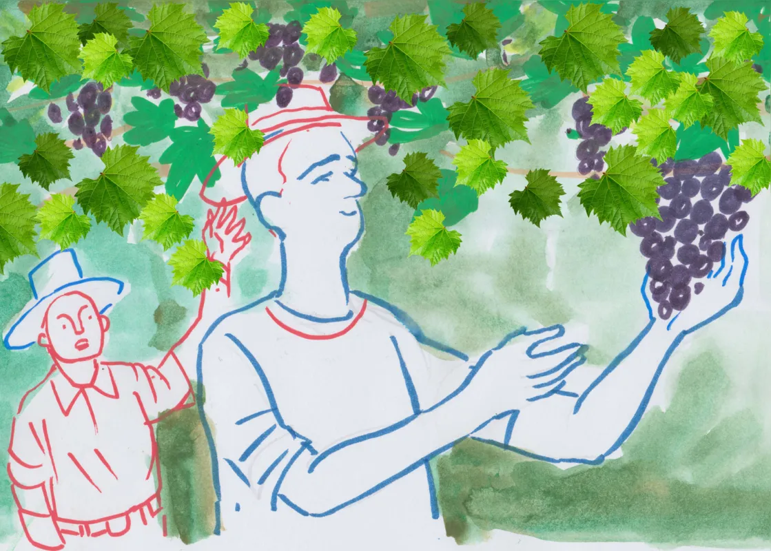 Imagem ilustrativa da imagem As uvas do tio Chiquinho