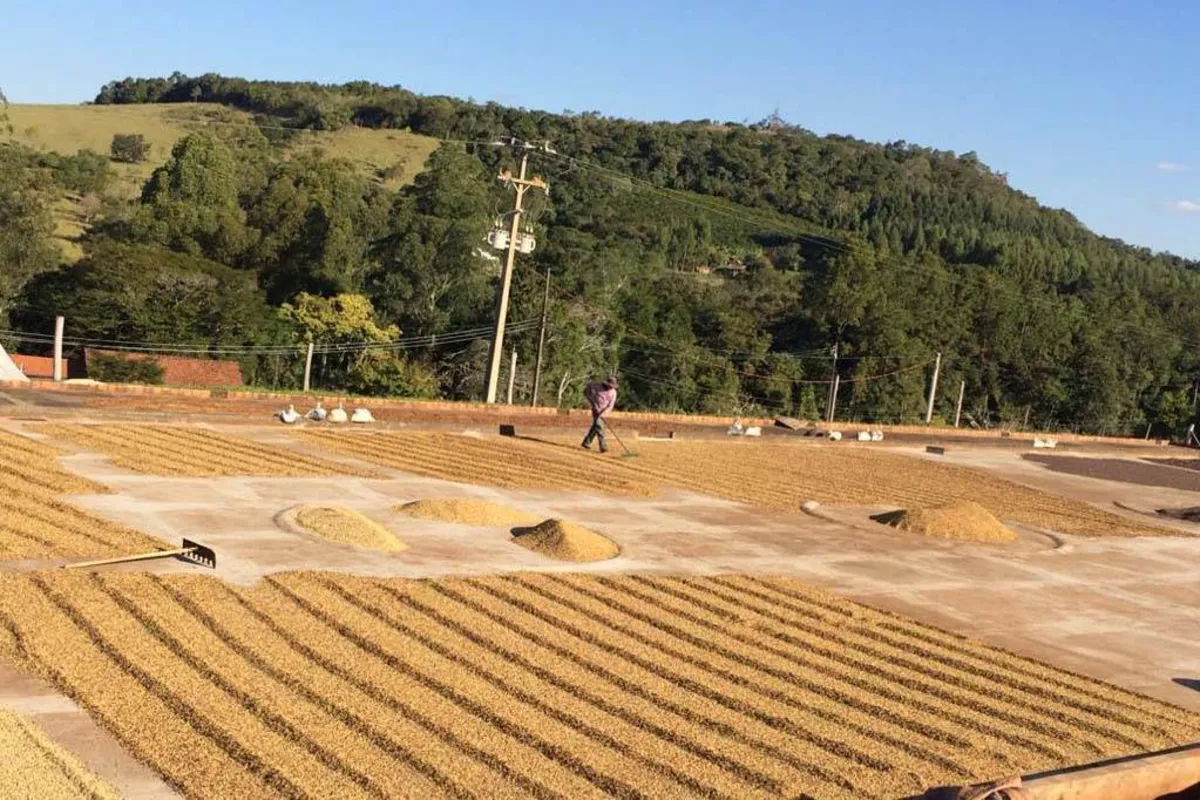 Produtor atribuiu o sucesso às boas condições de clima da região, com altitude próxima de 760 metros e temperatura média anual de 20º