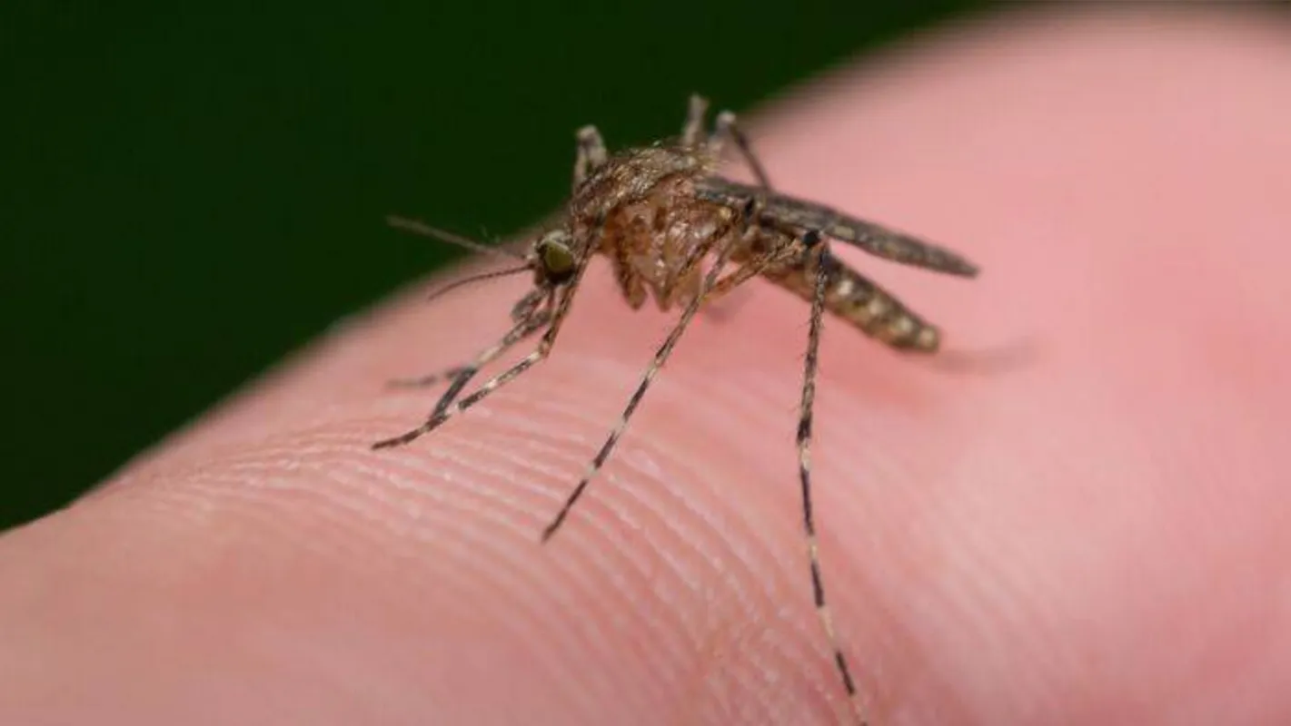 Imagem ilustrativa da imagem Cambé monitora grávida que pode ter contraído zika vírus