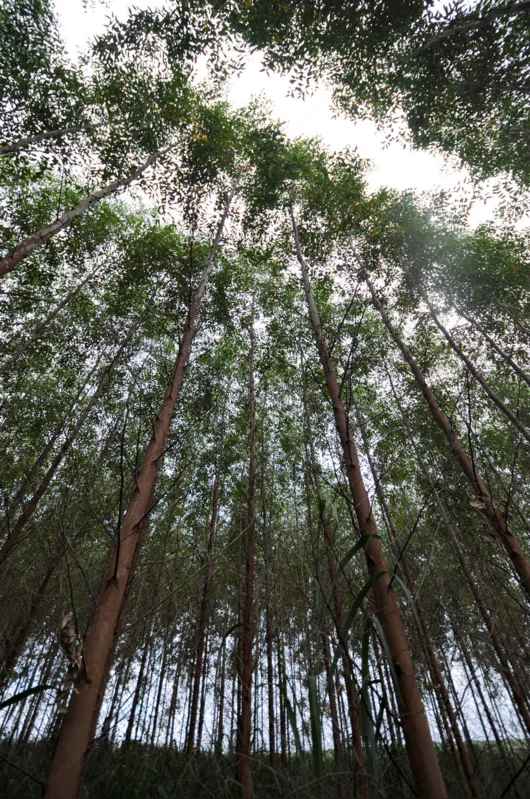 Floresta de eucaliptos: nanocelulose tem potencial de uso em vários setores, como cosméticos, fármacos e alimentos