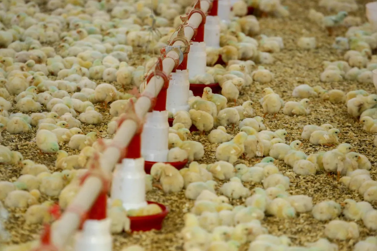 Produção de frangos na região de São Miguel do Iguaçu