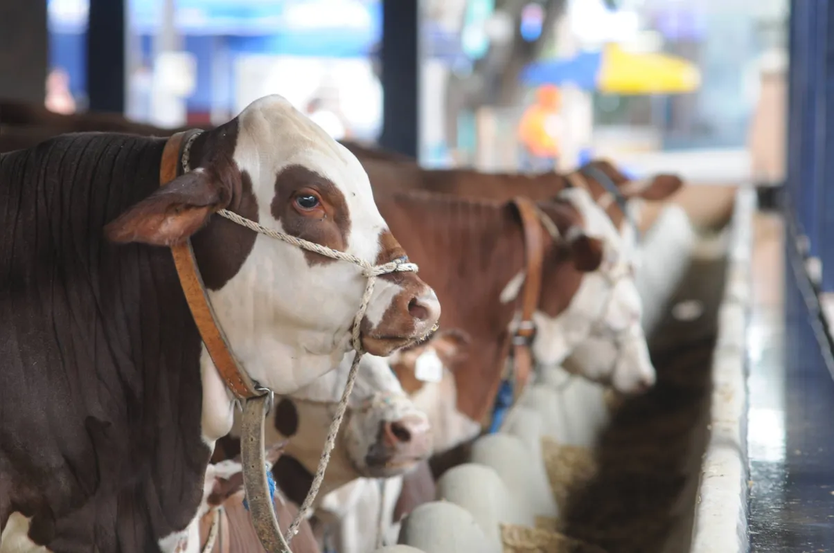 Imagem ilustrativa da imagem Com restrição da aftosa, Expo terá menos animais, mas espera resultado melhor