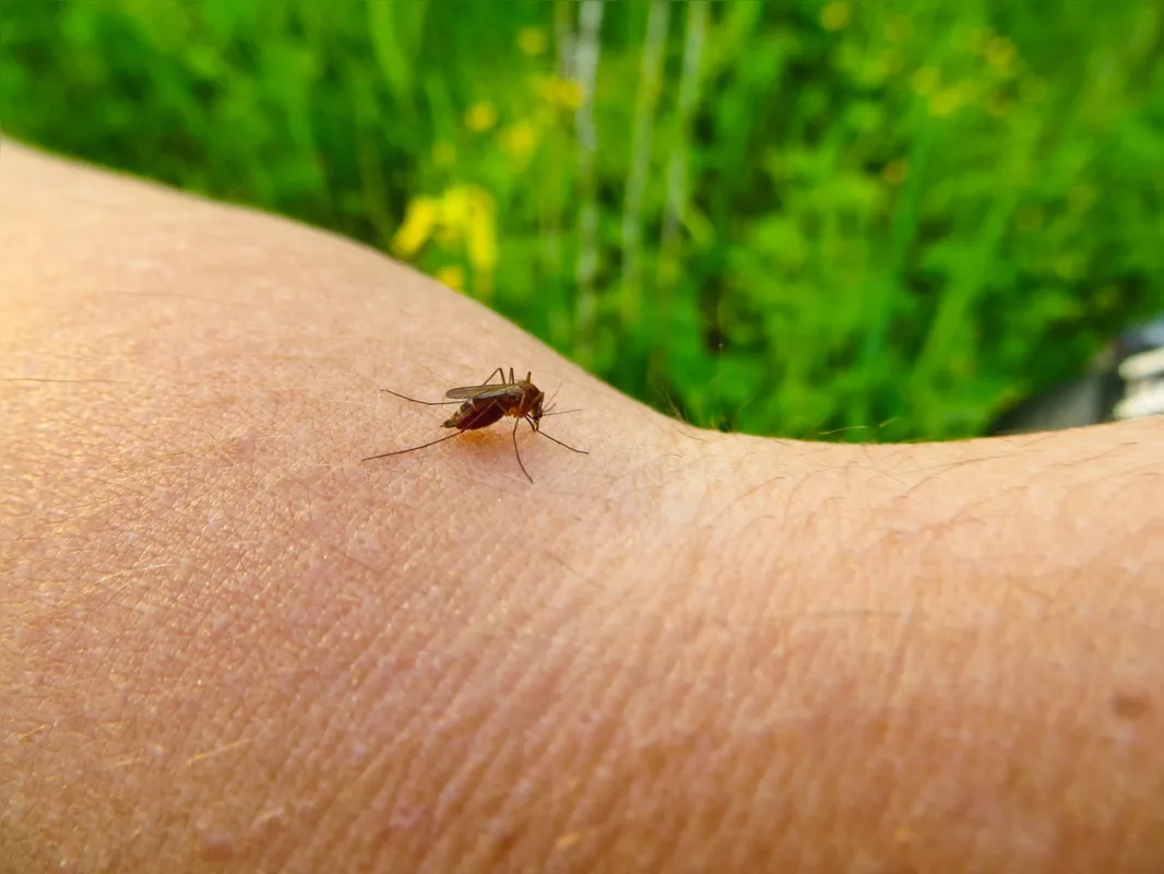 Fêmea do Aedes não precisa do sangue para viver, mas o utiliza para fazer em média 100 ovos
