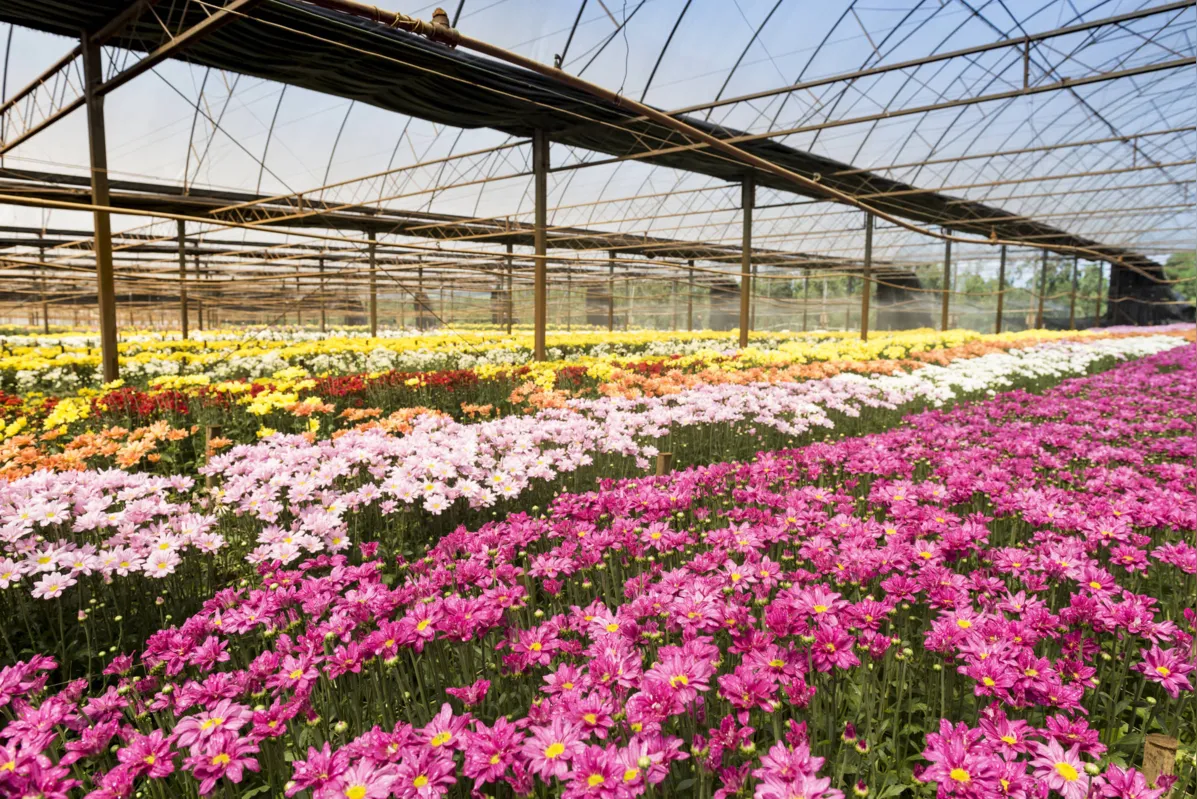 Não há uma avaliação do impacto da covid-19 no agronegócio, mas alguns setores  já foram prejudicados, como a produção de flores e plantas ornamentais