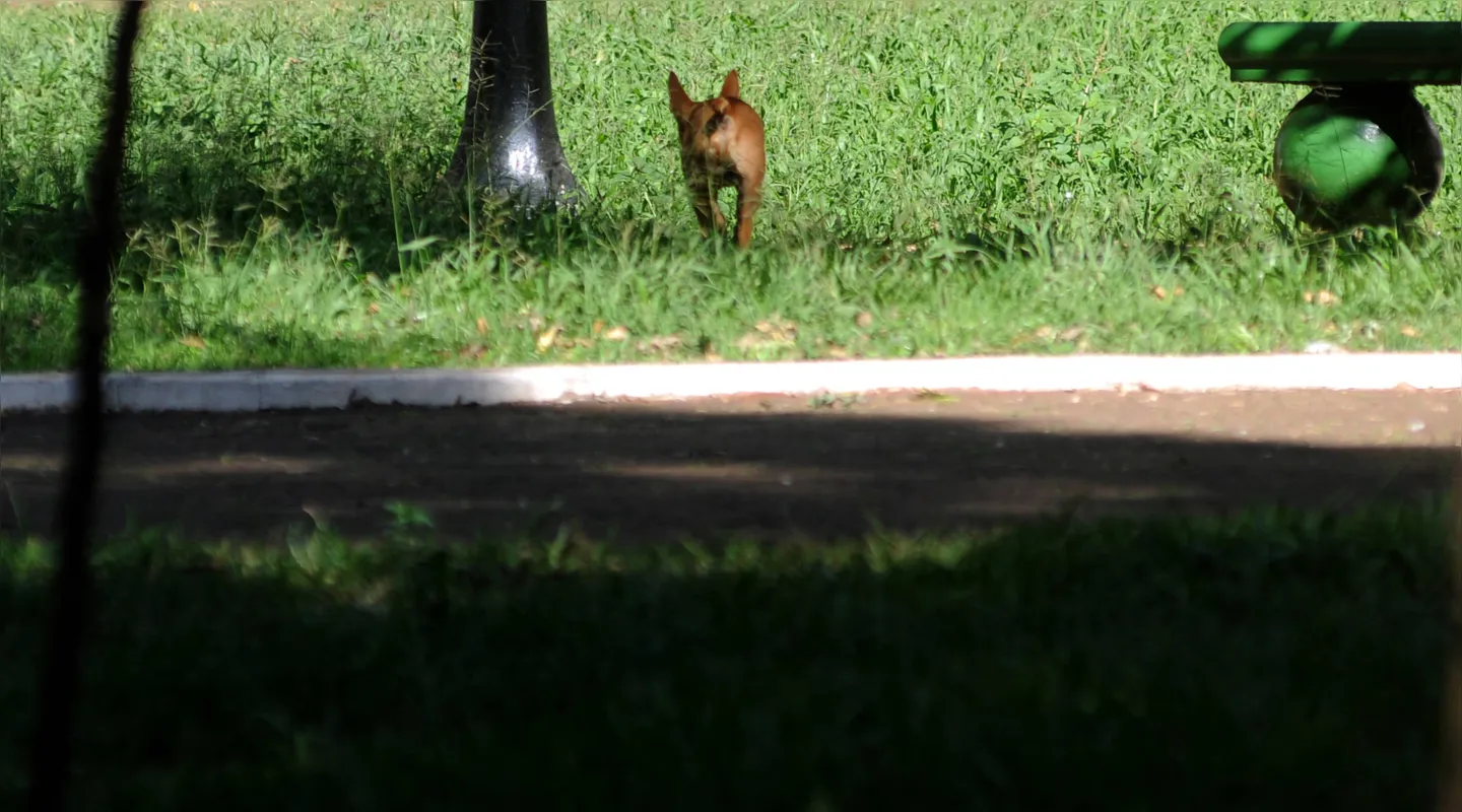 Imagem ilustrativa da imagem Crise e fake news aumentam abandono de animais em Londrina
