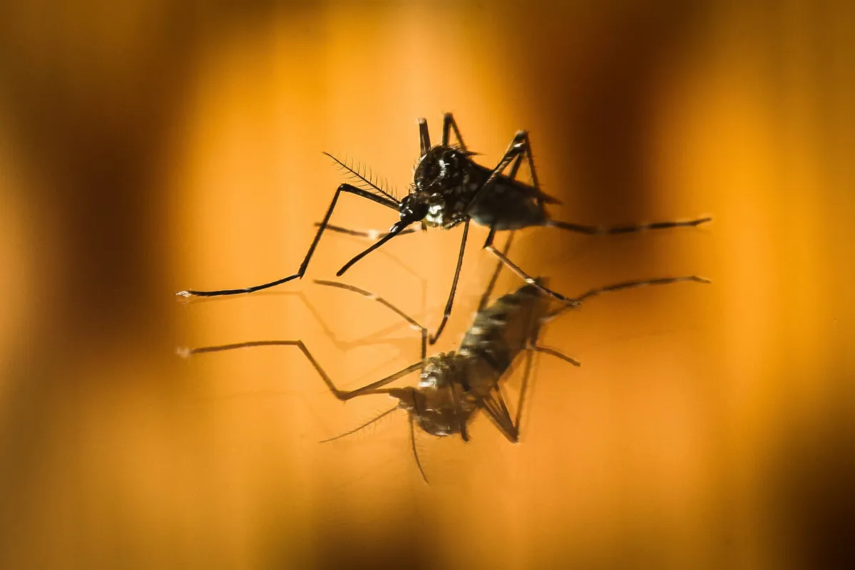 Imagem ilustrativa da imagem Dezesseis municípios da RML seguem com epidemia de dengue