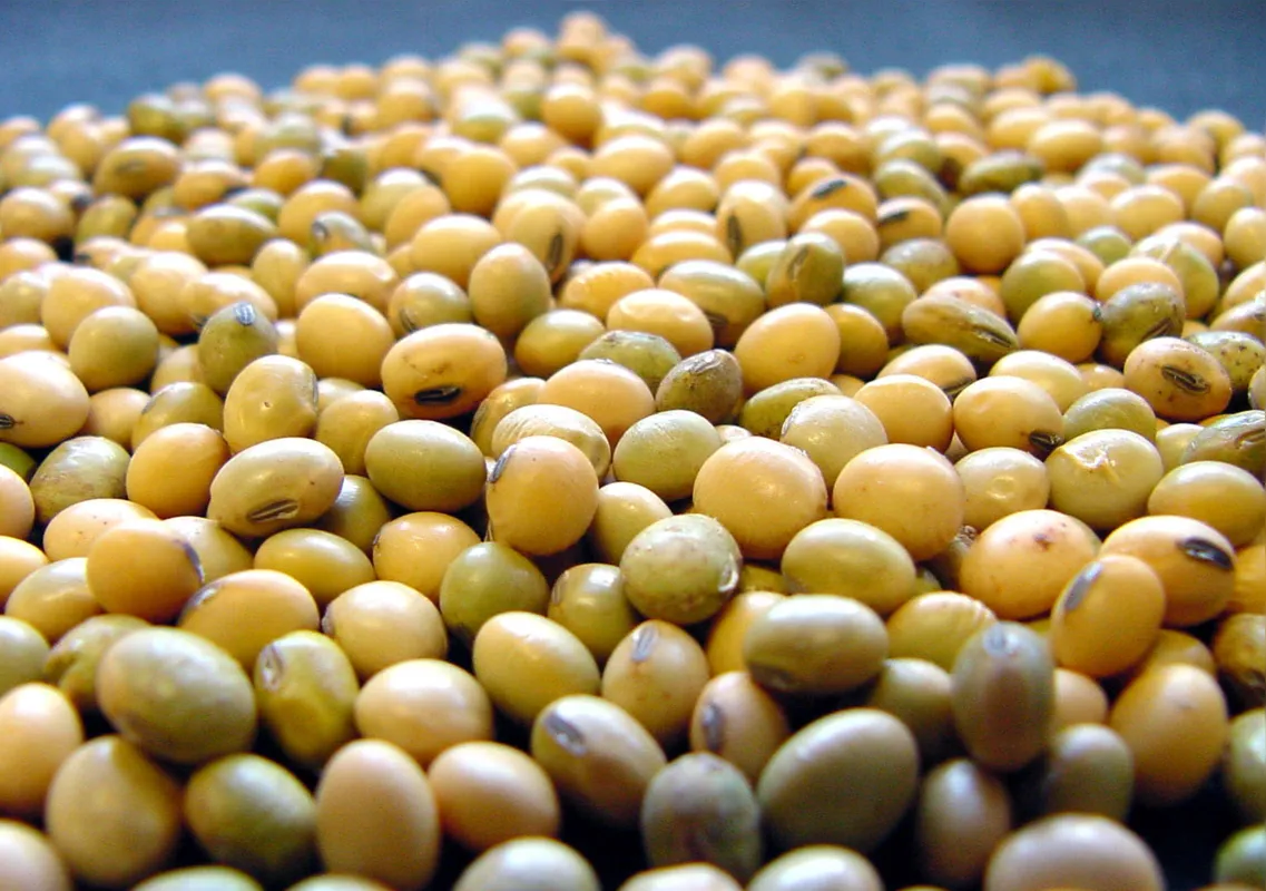 Imagem ilustrativa da imagem Embrapa alerta sobre elevado índice de sementes de soja esverdeadas