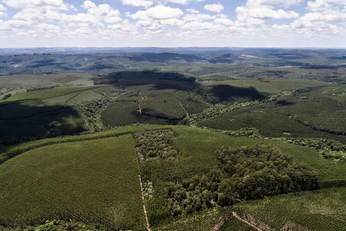 Mosaico de florestas plantadas e nativas em Telêmaco Borba - PR (Sergio Ranalli |2020)