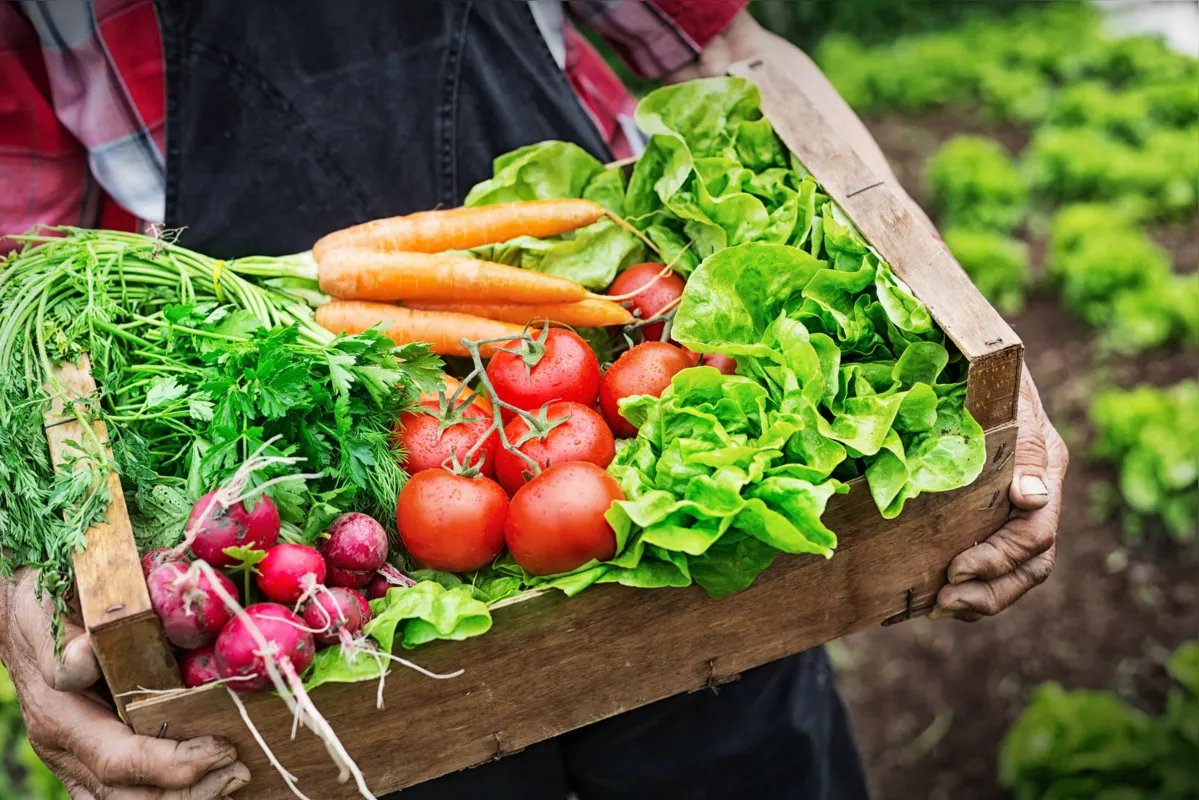 Imagem ilustrativa da imagem Frutas e verduras de época têm menos resíduos de agrotóxicos