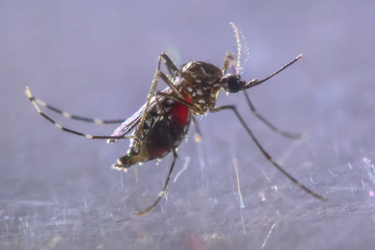 Imagem ilustrativa da imagem Jovem de 24 anos morre por suspeita de dengue em Londrina