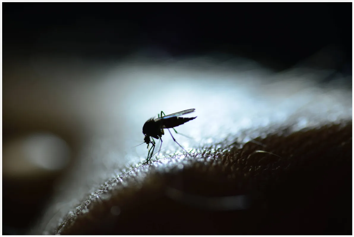 Londrina chegou a 6.884 casos confirmados de pessoas infectadas pelo mosquito Aedes aegypti
