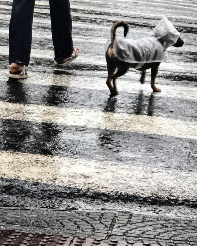 Imagem ilustrativa da imagem Na chuva