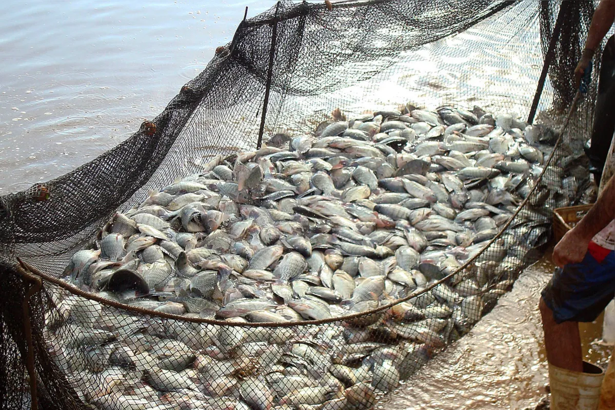 A pesquisa da Peixe BR mostra que o Brasil passou de 722.560 toneladas para pouco mais de 758 mil toneladas de pescados de cultivo