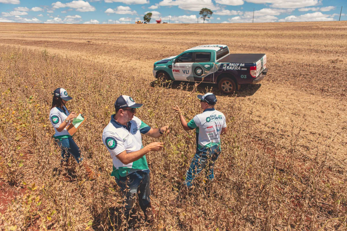  Rally projeta produtividade de  59,5 para 61 sacos por hectare, com um crescimento de 19% em relação à safra passada