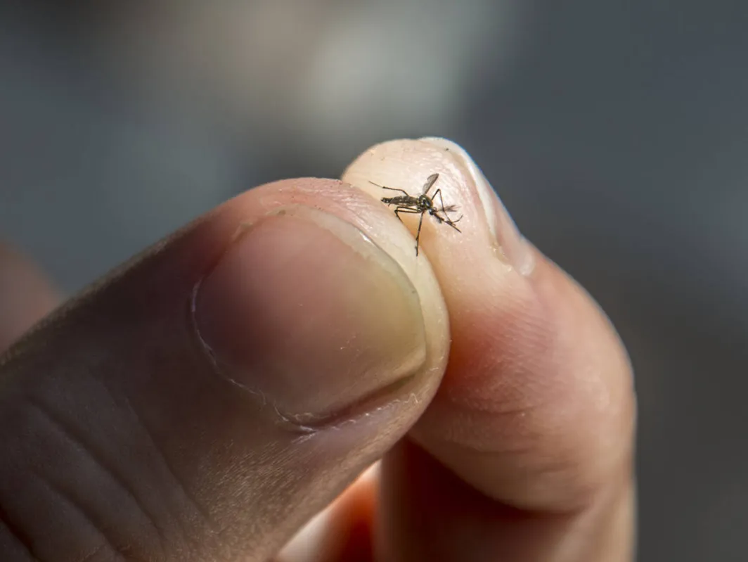 Imagem ilustrativa da imagem Paraná registra mais de 5,6 mil novos casos de dengue em uma semana