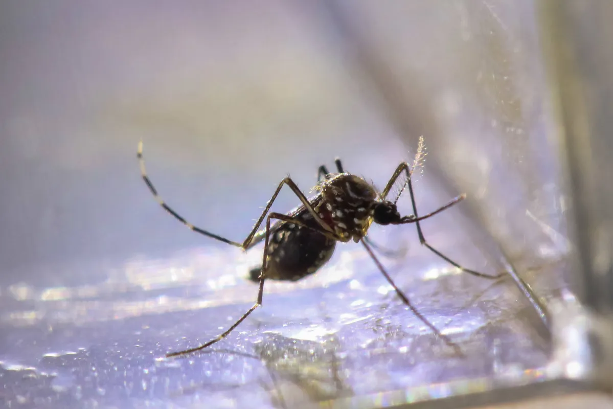 Imagem ilustrativa da imagem Paraná registra oito novas mortes por dengue
