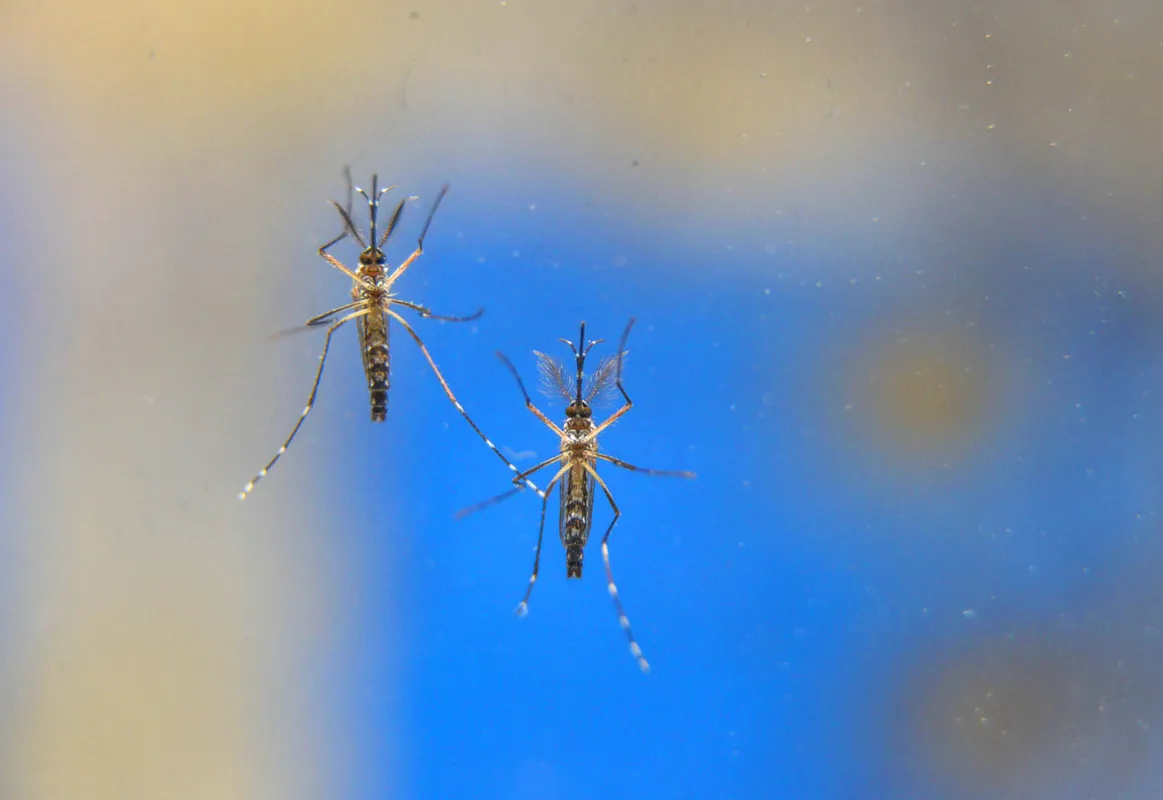 Imagem ilustrativa da imagem Paraná tem 52.652 casos confirmados de dengue