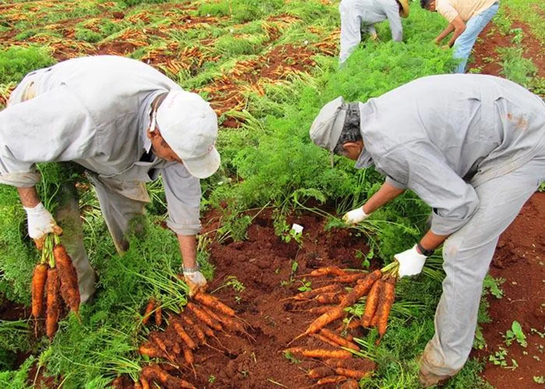 A BRS Paranoá é a primeira cultivar do mercado nacional desenvolvida e validada exclusivamente para a produção orgânica