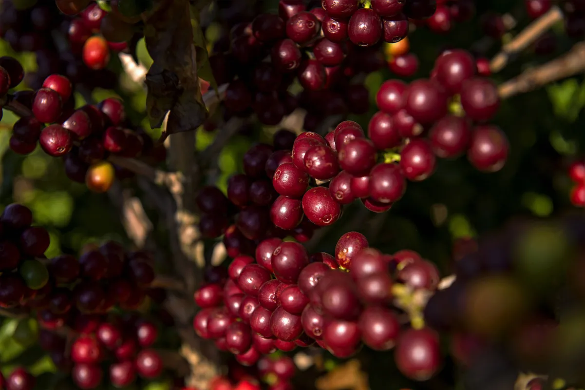 No Paraná, o sexto maior produtor de café do país, a expectativa de produção para esta safra oscila entre 880 mil e 970 mil sacas
