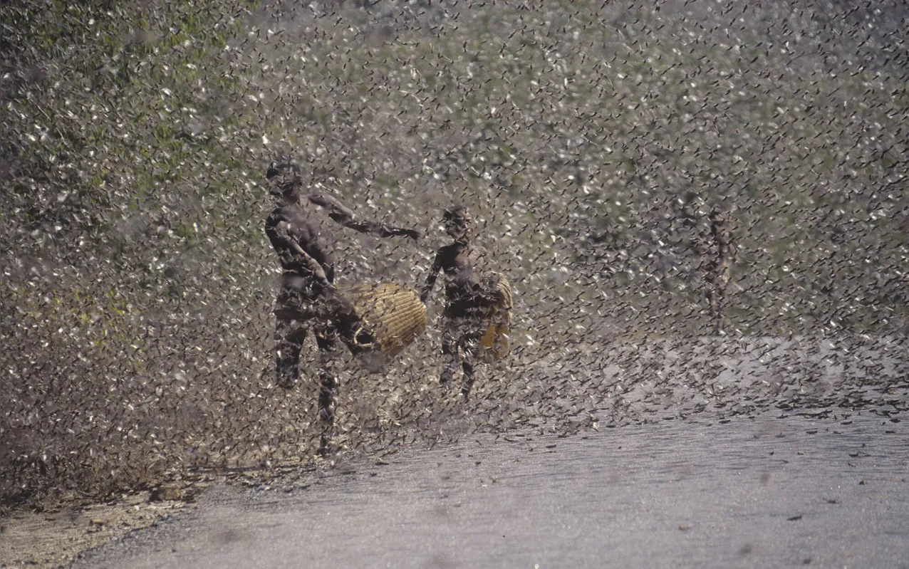 Nuvens de gafanhotos devoram a vegetação da África e ameaçam produção de alimentos