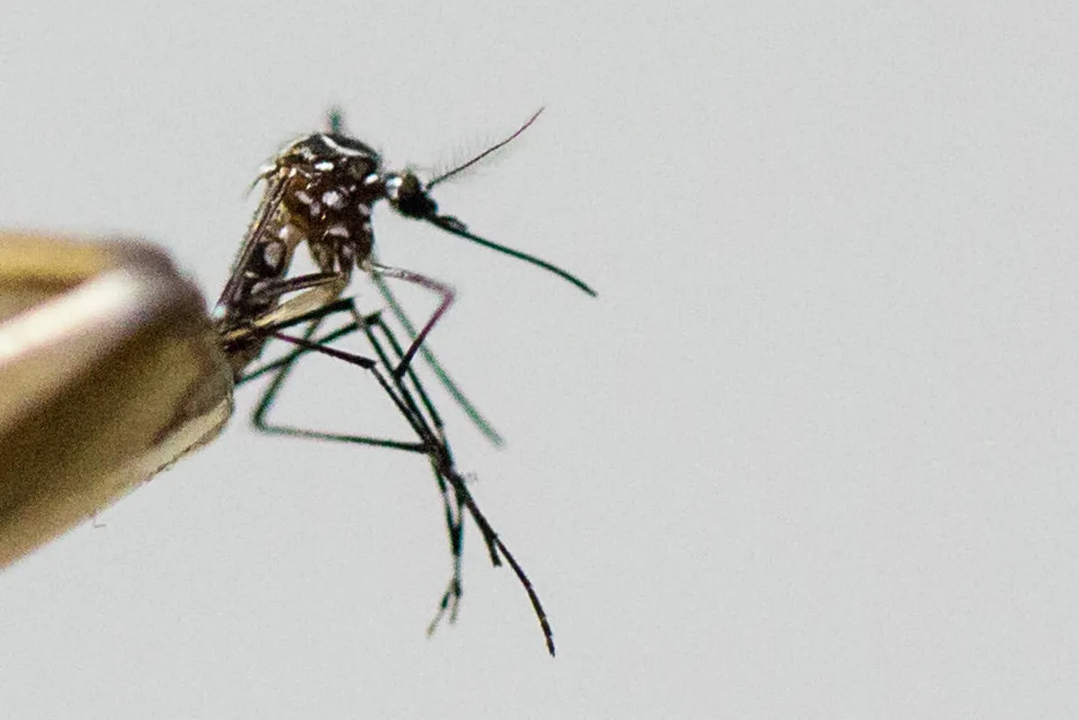 Mortes foram confirmadas em Florestópolis, Nova Cantu, Colorado, Itaguajé e em Rondon