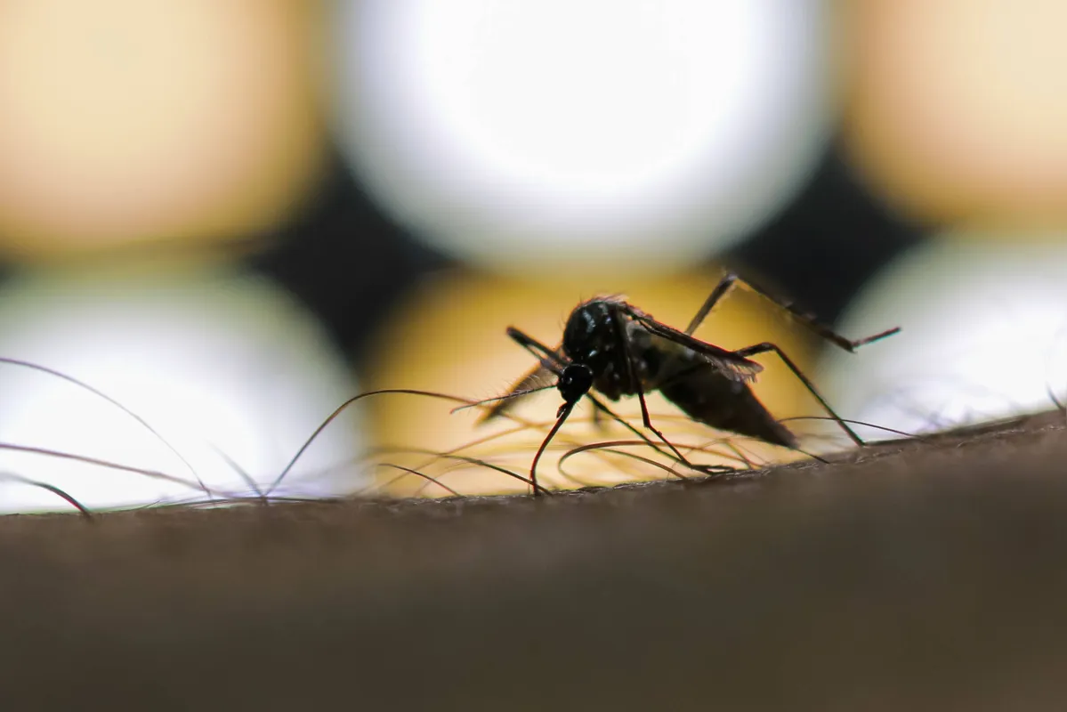 Imagem ilustrativa da imagem Sesa confirma duas mortes por dengue em Cambé