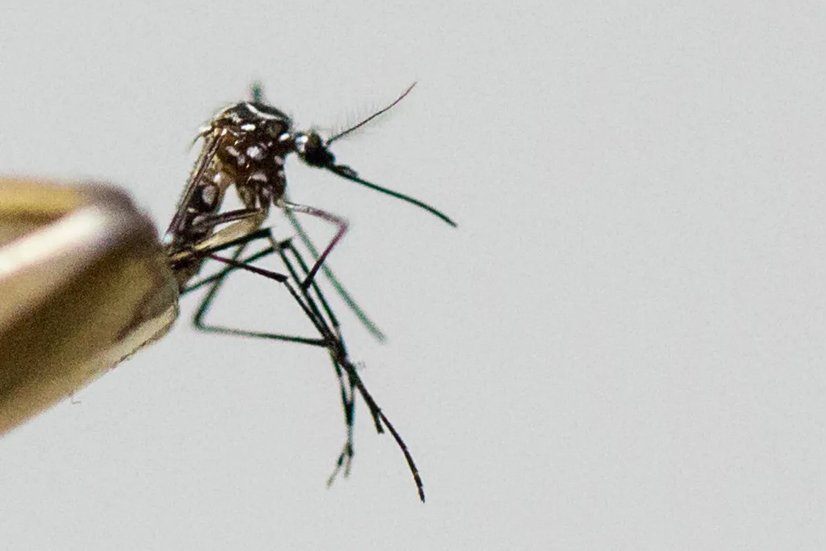 Imagem ilustrativa da imagem Sesa registra primeira morte por dengue na região