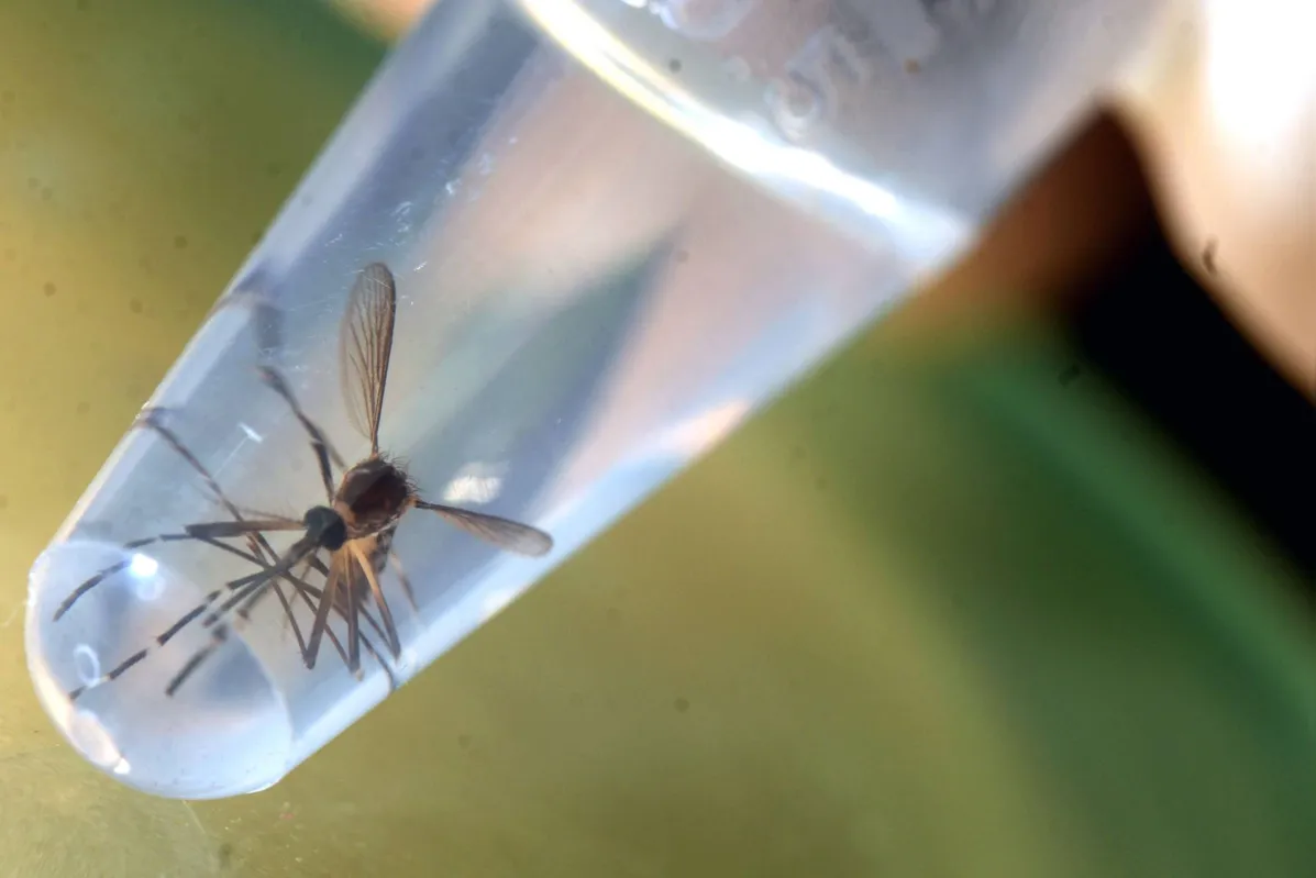 Imagem ilustrativa da imagem ‘Todo serviço de saúde sofre com a dengue’