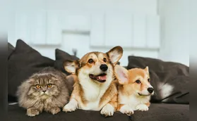 Live sobre coronavírus e pets