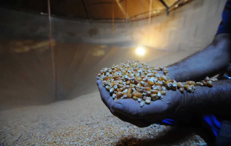 Irã, Japão, Espanha, Coreia do Sul e Malásia são os principais compradores do milho paranaense