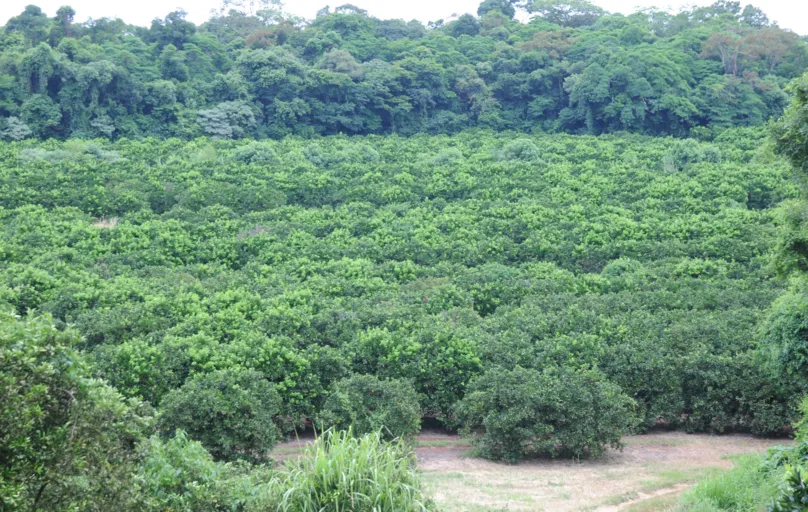 Na propriedade de Mylton Casaroli é utilizado o processo manual de colheita em 80% do pomar, para evitar que a laranja caia na terra