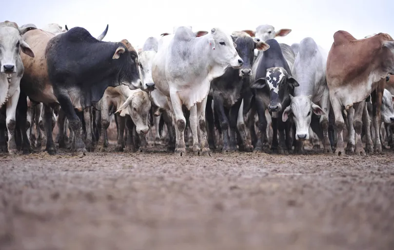 Dados do IBGE mostram que o abate de bovinos no Paraná  chegou à segunda melhor marca da série histórica, com 1,452 milhão de cabeças. 