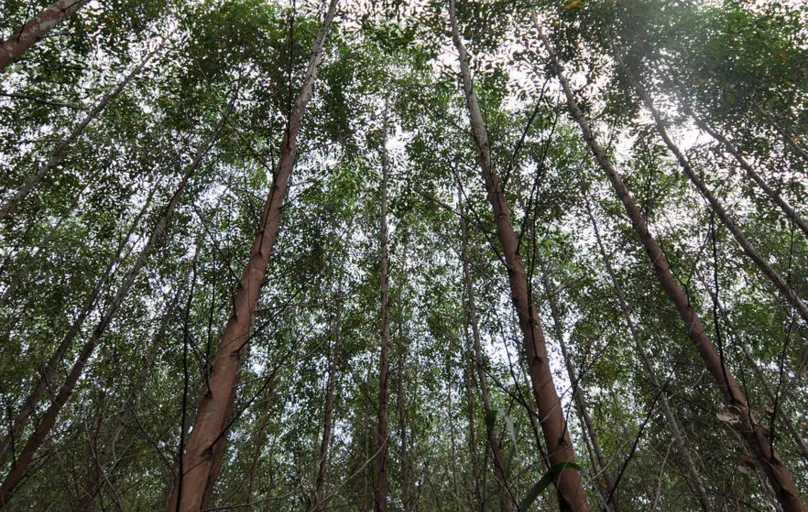 Floresta de eucaliptos: nanocelulose tem potencial de uso em vários setores, como cosméticos, fármacos e alimentos