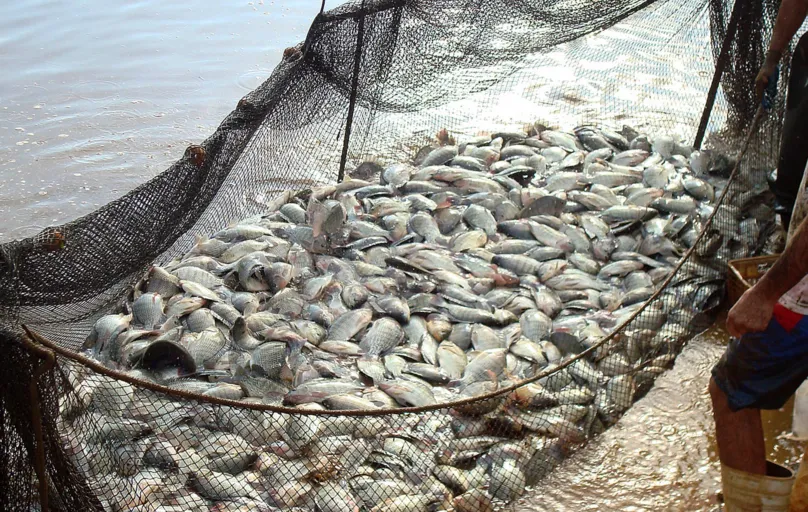 A pesquisa da Peixe BR mostra que o Brasil passou de 722.560 toneladas para pouco mais de 758 mil toneladas de pescados de cultivo
