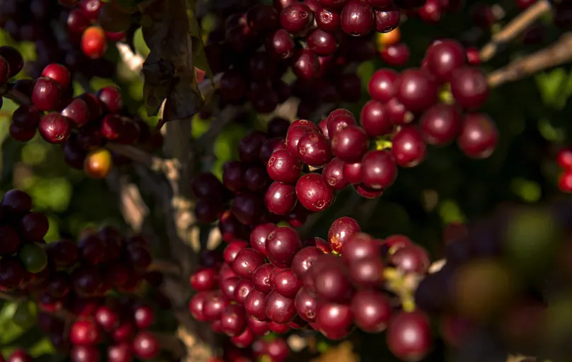 No Paraná, o sexto maior produtor de café do país, a expectativa de produção para esta safra oscila entre 880 mil e 970 mil sacas