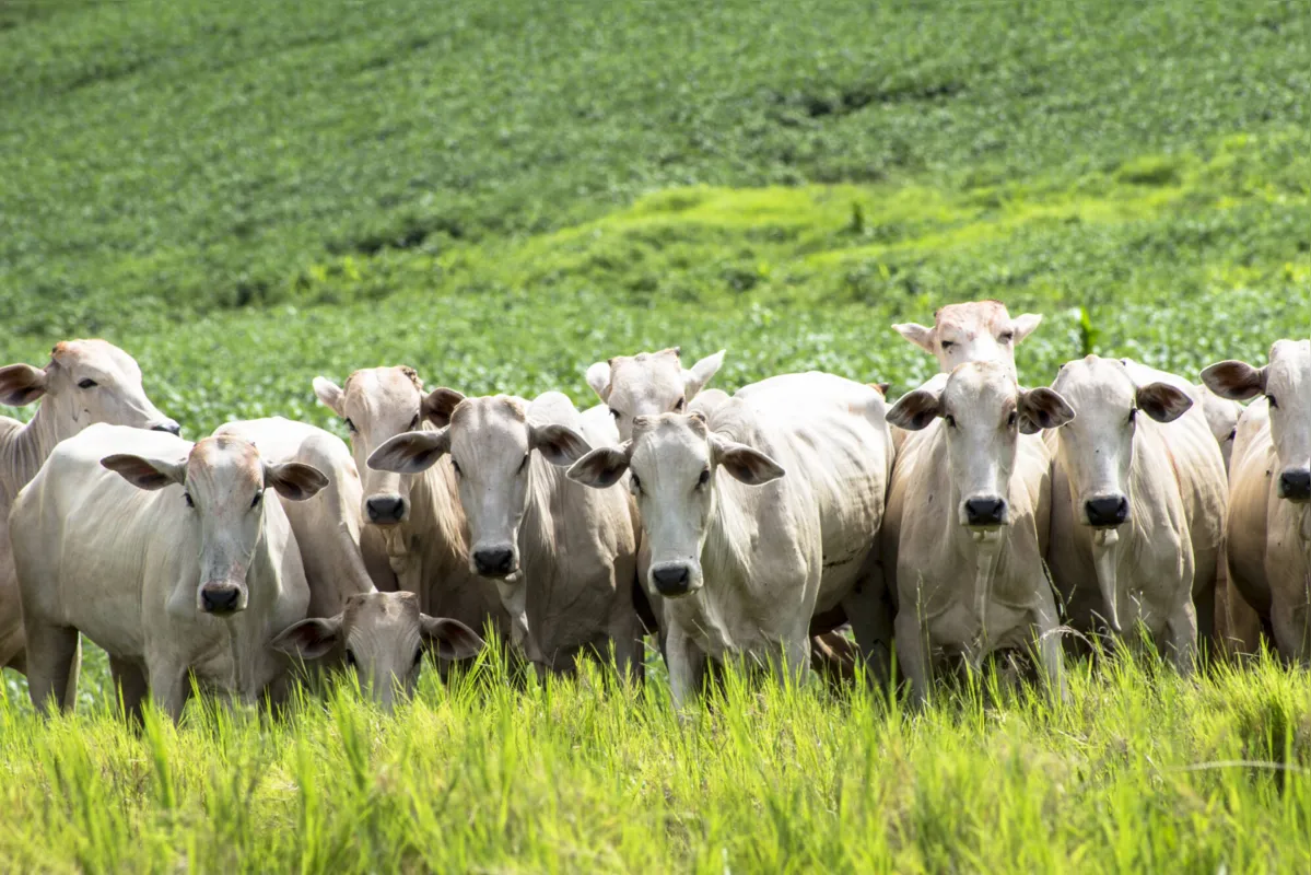 Imagem ilustrativa da imagem Agro pode faturar R$ 703,8 bi em 2020