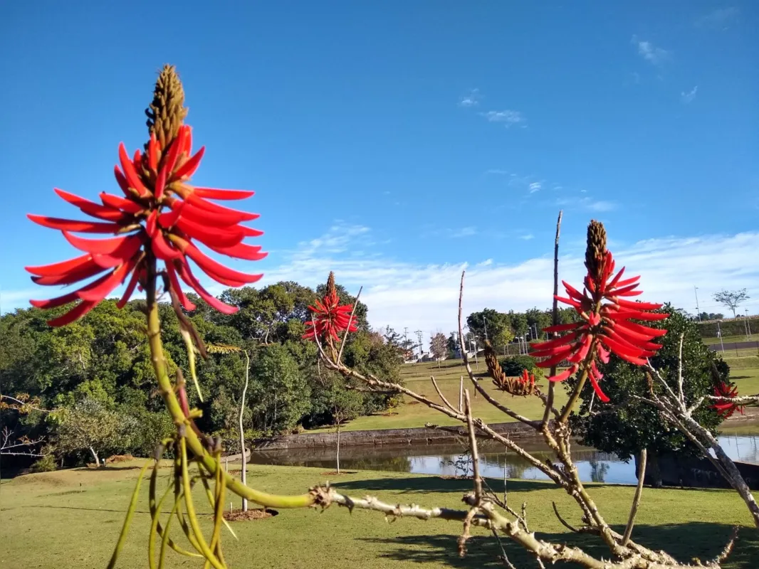 Imagem ilustrativa da imagem Bela Natureza