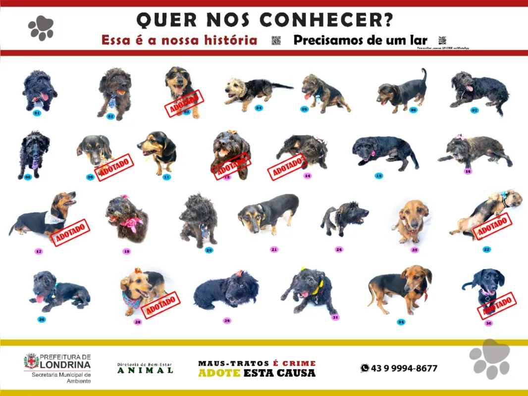 Imagem ilustrativa da imagem Campanha em Londrina incentiva acolhimento de animais vítimas de maus-tratos