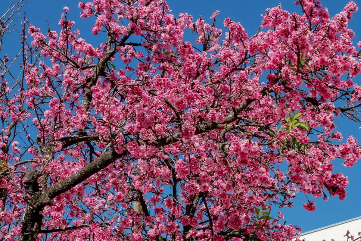  Dados da secretaria  de Agricultura apontam que das 6 mil mudas plantadas nos últimos dois anos na área urbana, 2.390 unidades foram de cerejeira-ornamental 