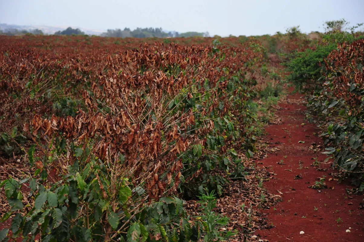 A falta de chuvas é motivo de preocupação para a cultura do café, pois o  solo ressecado propicia a formação de cristais de gelo, potencializando os efeitos da geada 