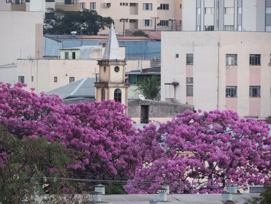 Imagem ilustrativa da imagem Flores do inverno