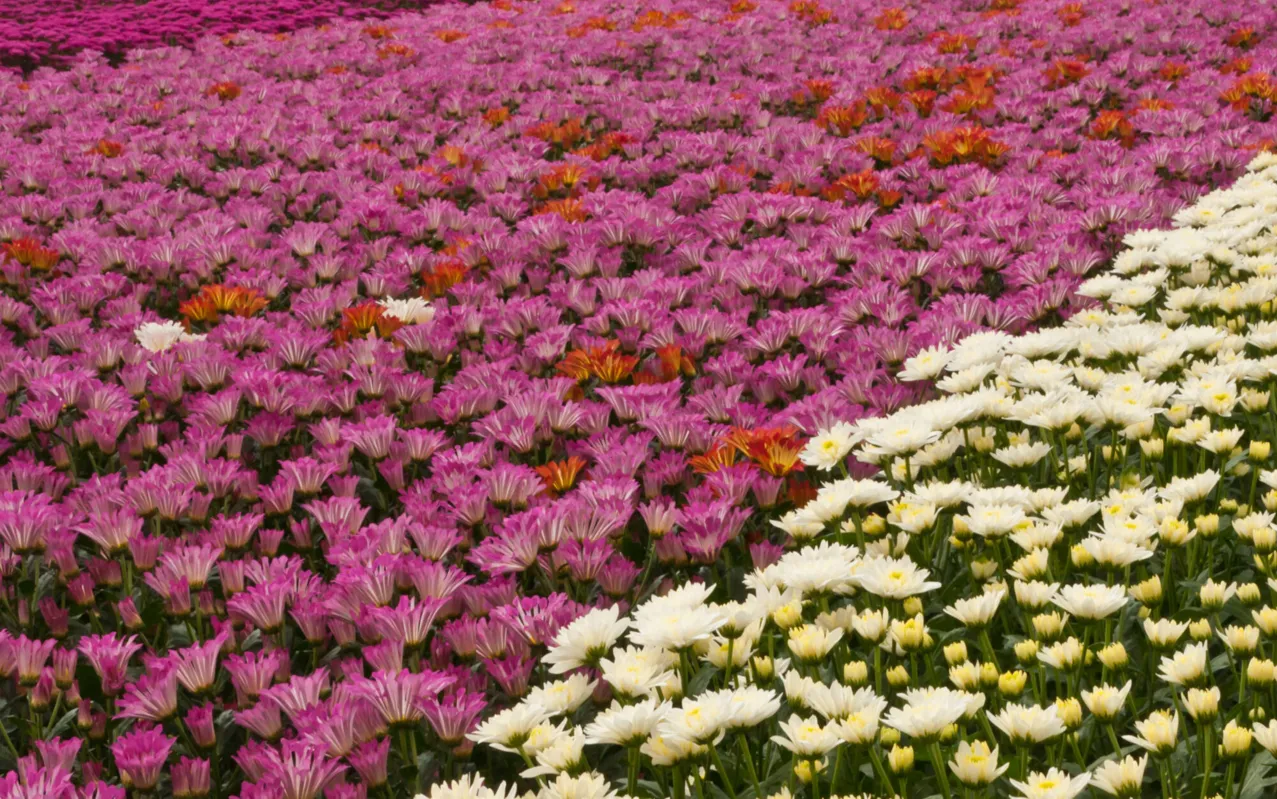 No Paraná, a floricultura é explorada por 871 agricultores, que geraram um VBP (Valor Bruto de Produção) de R$ 131,7 milhões em 2018 
